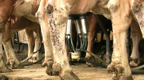 Milking Machine Видео 20435143