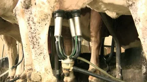 Milking Machine Video stock 21261155