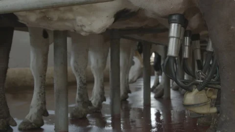 Milking Machine 動画素材 133345179