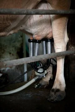 Milking Machine Stock Photos