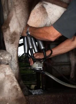 Milking Machine Stock Photos
