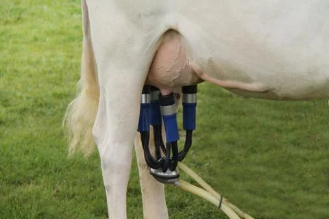 Milking Machine. Stock Photos