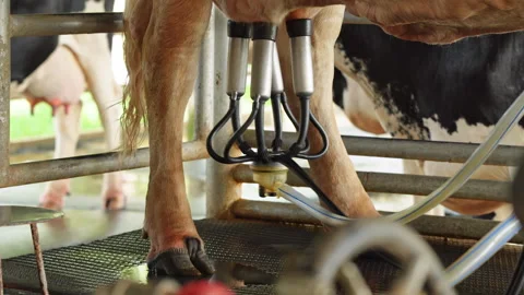 Milking machine working on cow in milking parlor on a dairy farm Stock-Footage 342913544