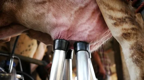 Milking machine working a cows 스톡 동영상 63031942