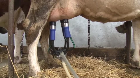Milking machine working Stock Footage 56515651