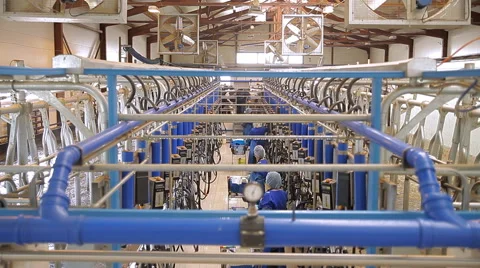 Milking plant for cows Stock Footage 56229418