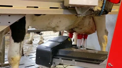 Milking robot cows Stock Footage 22215846
