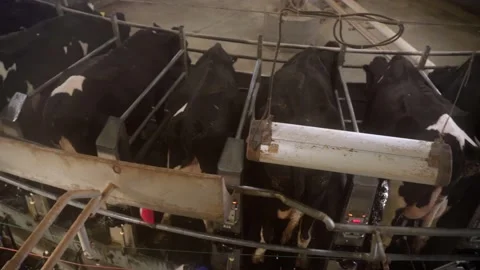 Milking robots, cows on the milking machine, automatic milkers for the herds of Stock Footage 232612758