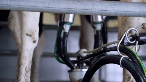 Milking robots, cows on the milking machine, automatic milkers for the herds of Video stock 232612800