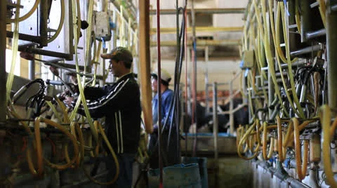 Milking room. Stock Footage 23825440