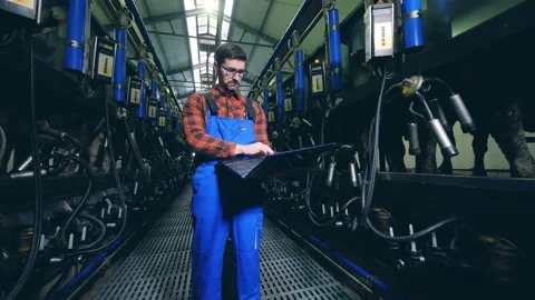Milking section with a male worker controlling the process with his laptop Video stock 102432044