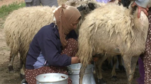 Milking From Sheep Stock Footage 46043662