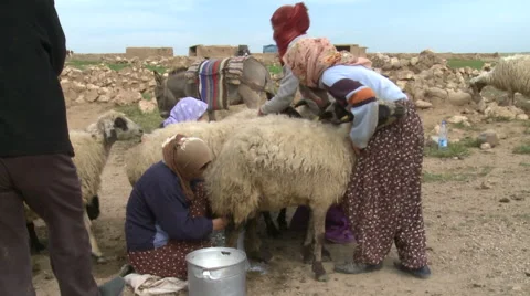 Milking From Sheep Stock Footage 46044666
