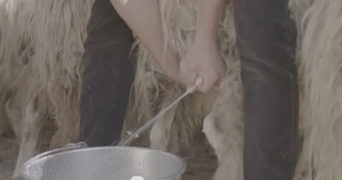 Milking Sheep 動画素材 170776753