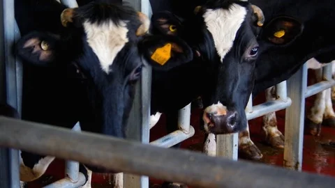 Milking Station wiht Rows of Cows 스톡 동영상 76332696
