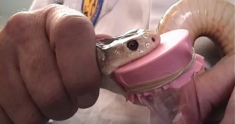 Milking Taipan Snake Stock Footage 242380716