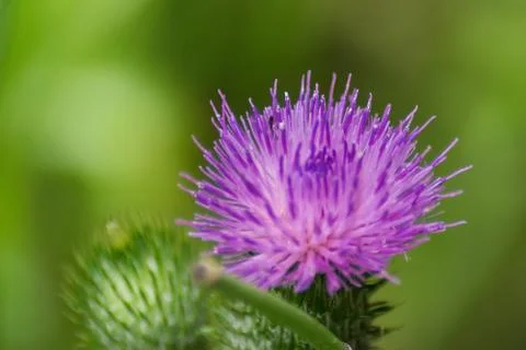 Milkthistle Foto stock