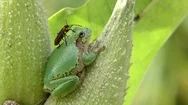Milkweed Beetle And Gray Treefrog, On Milkweed, E Usa Stock Footage