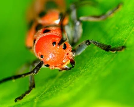 Milkweed beetle Stock Photos