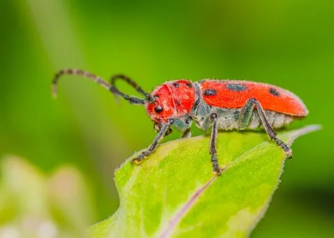 Milkweed beetle Stock Photos