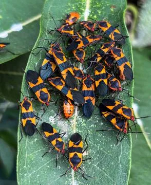 Milkweed-beetles-on-leaf Stock Photos