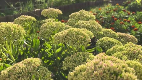 Milkweed blooms in the garden in summer Stock Footage 252246290