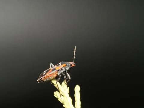 Milkweed bug with dark background on vegetation Stock Photos