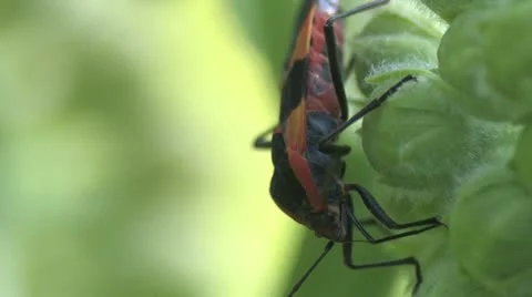 Milkweed bug Stock Footage 11115539