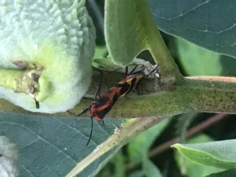 Milkweed Bugs 2 Stock Photos