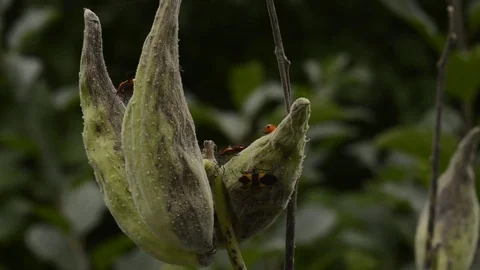 Milkweed bugs climbing Pod Stockbeeldmateriaal 80997378