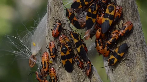 Milkweed bugs close up Stockbeeldmateriaal 81000937