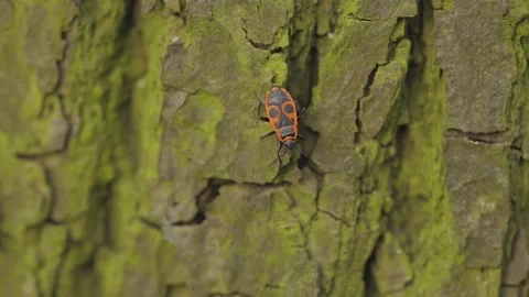 A Milkweed Bugs crawling on a tree bark - close up Stock Footage 135303472