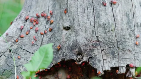 Milkweed bugs crawling in a tree bark. Stock Footage 270937401