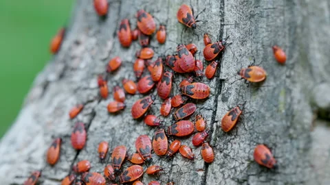 Milkweed bugs crawling in a tree bark. Stock Footage 270937638