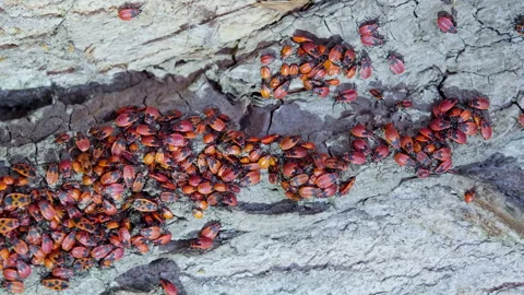 Milkweed bugs crawling in a tree bark. Stock Footage 270937683