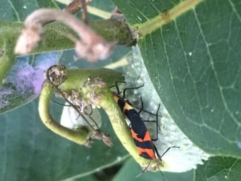 Milkweed bugs Stock Photos