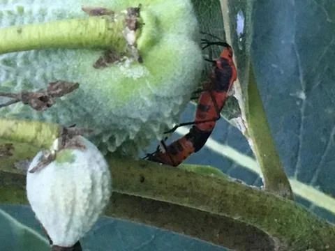 Milkweed Bugs Stock Photos