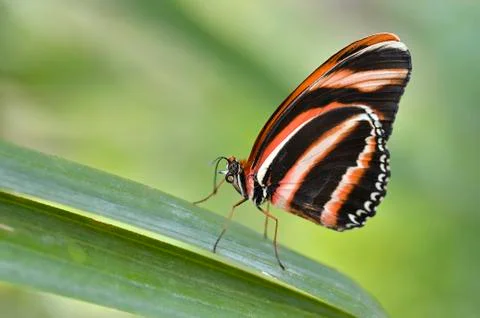Milkweed Butterfly on leaf Stock Photos