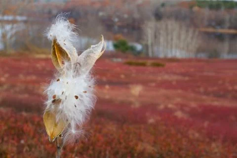 Milkweed Closeup Stock Photos