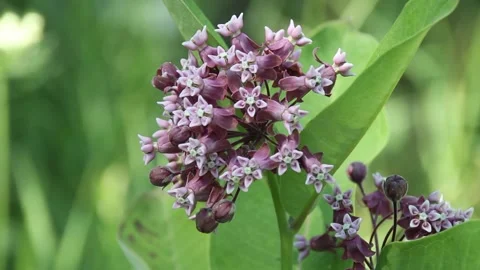 Milkweed Flower Stock Footage 201699842