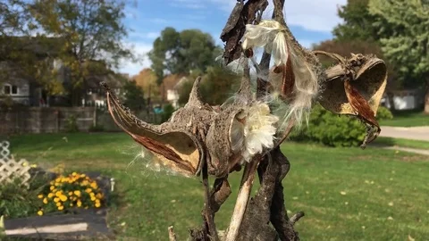 Milkweed Video stock 81497577