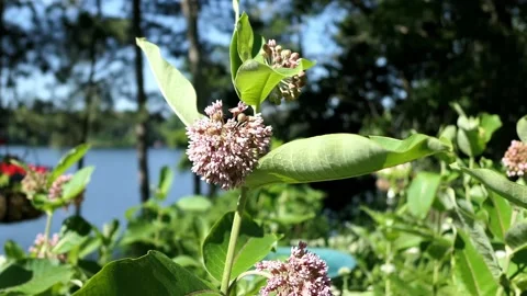 Milkweed getting blown about in the wind. Video stock 148676343