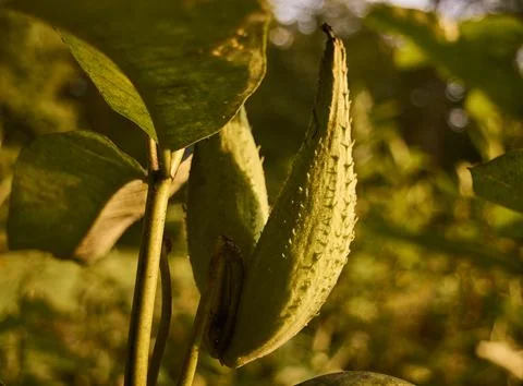 Milkweed Macro Stock Photos