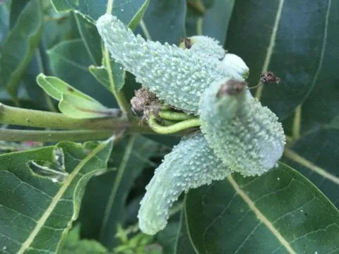 Milkweed Stock Photos