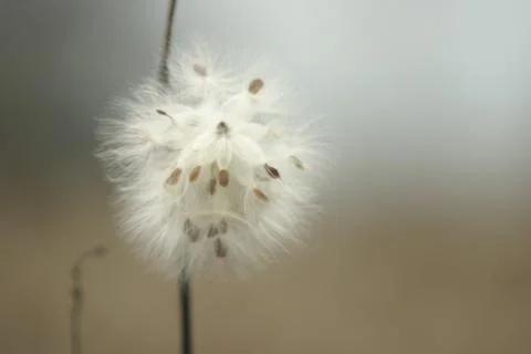 Milkweed Stock Photos