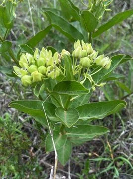 Milkweed Stock Photos