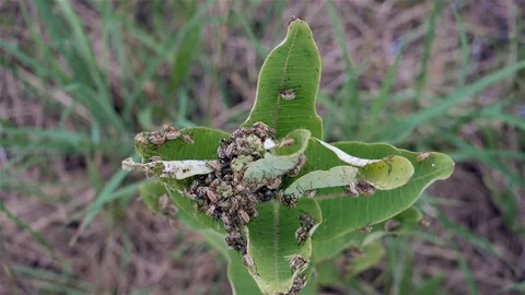 Milkweed plant infested with bugs. Video stock 123446278