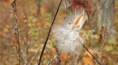Milkweed pod Stock Footage 32301626