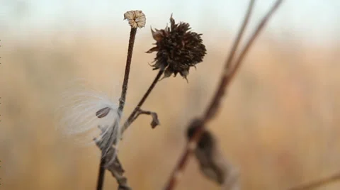Milkweed seed caught Stock Footage 35658782