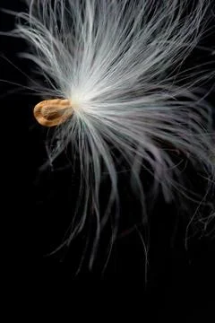 Milkweed Seed Foto stock